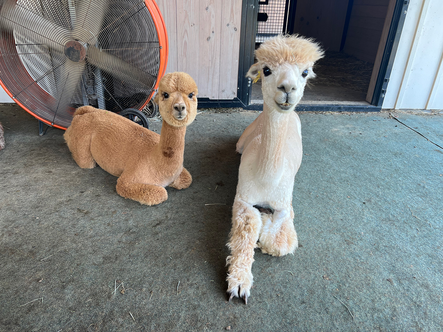 breeding-alpaca-2