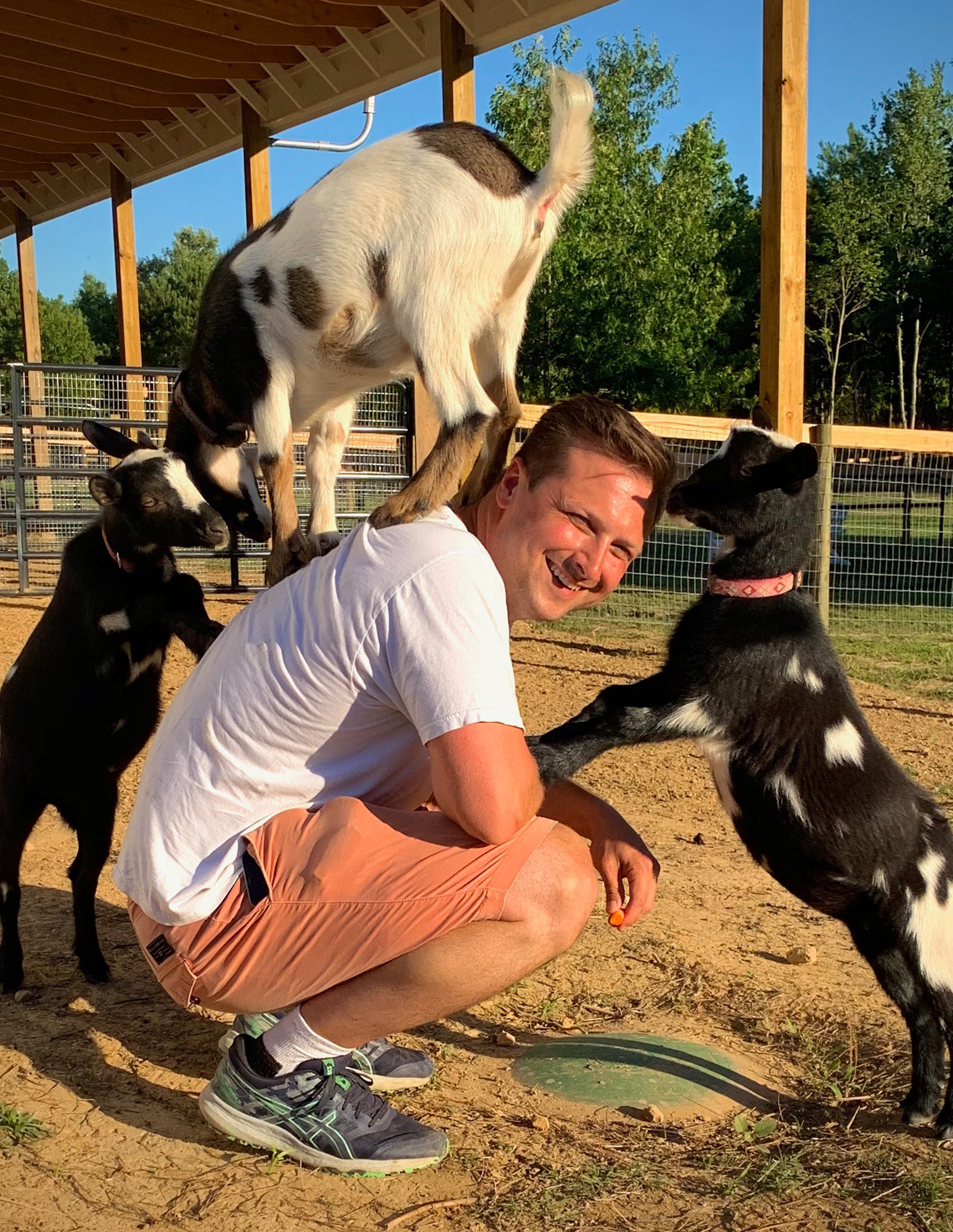 goats-playing
