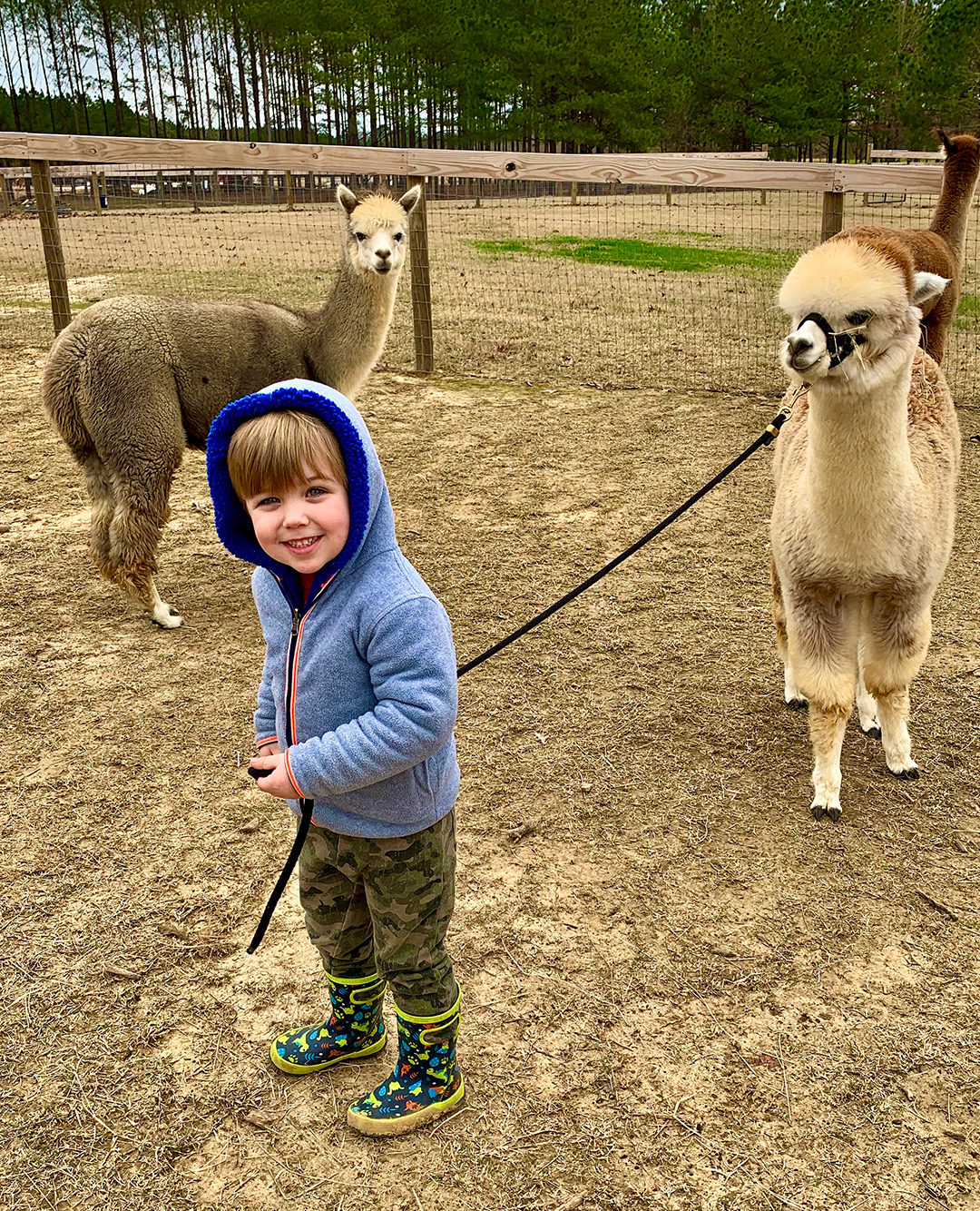 kid-with-alpaca