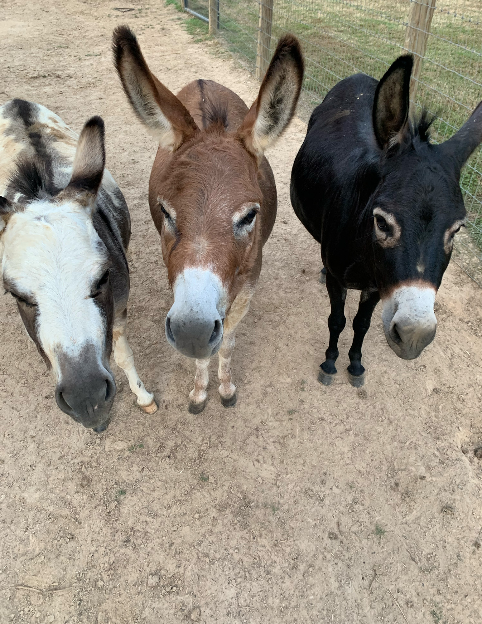 three-donkeys