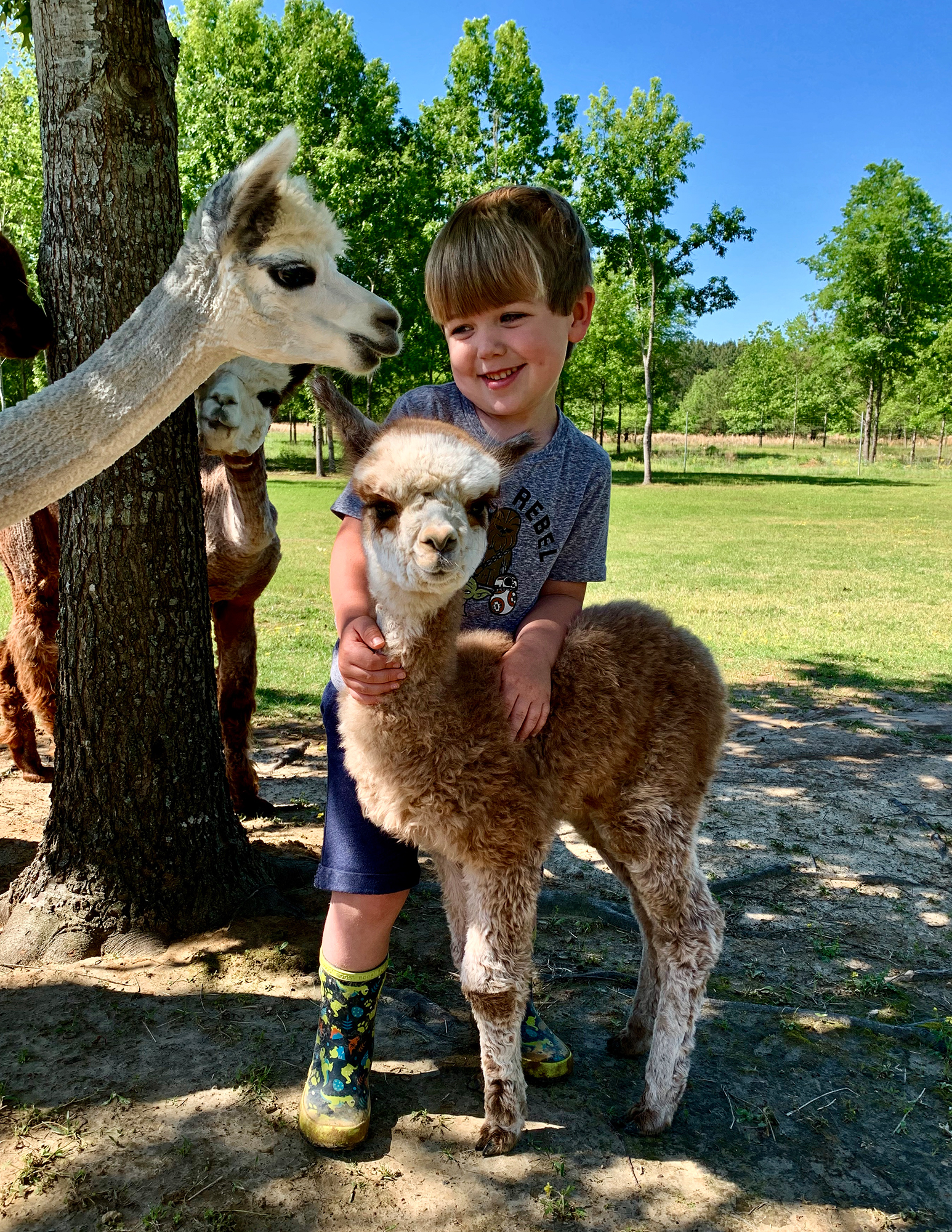 toddler-alpaca